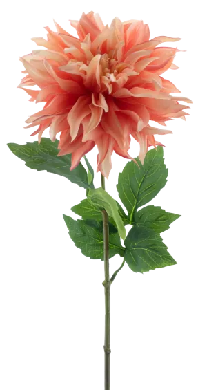 DAHLIA MUMBA 63CM