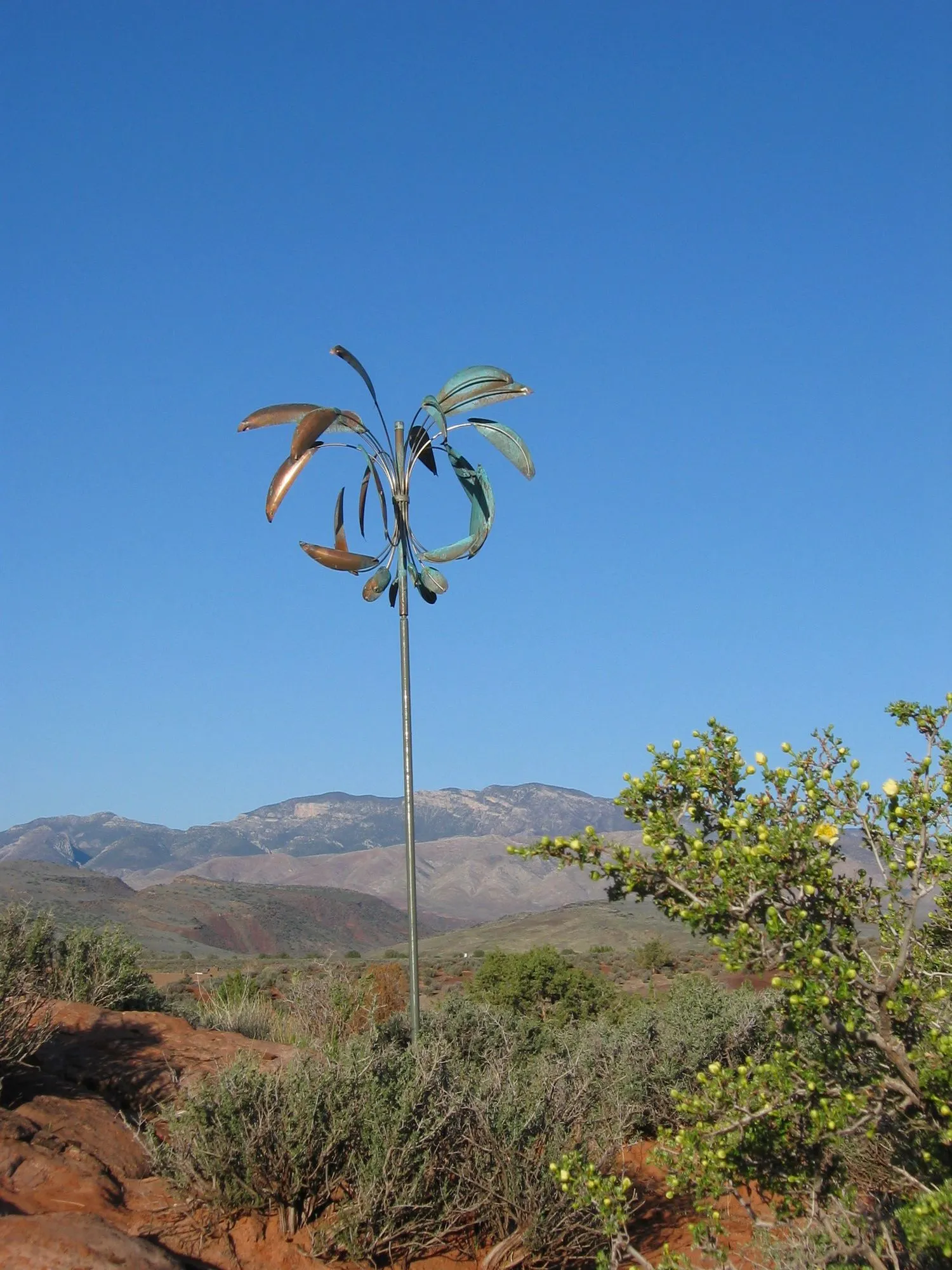 Desert Palm
