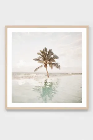 Poolside Palms