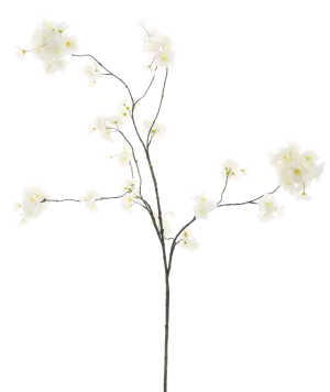 PRUNUS MALAGA CREAM 126CM