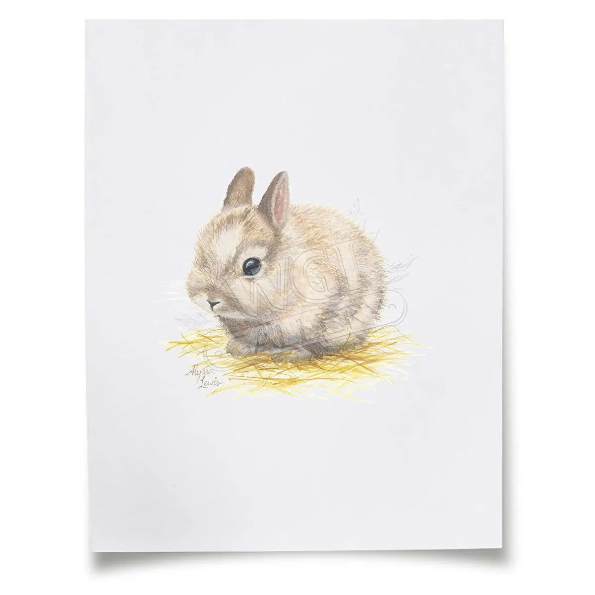 "Barnyard Littles" - Bunny - Individual Paper Print - Unframed - 11" x 14" - Multi